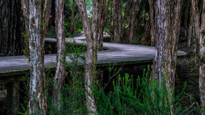 Picture of a boardwalk in a forest