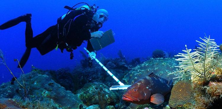 photo of diver measuring fish
