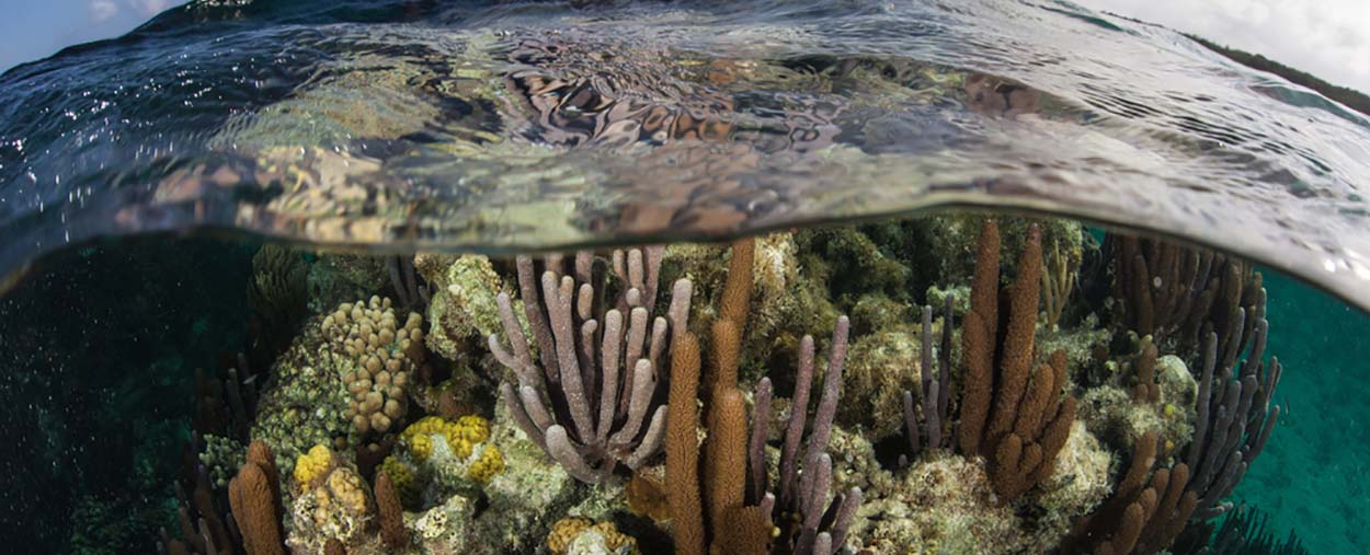picture of Corals underwater