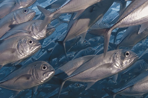 Fish school stock photo