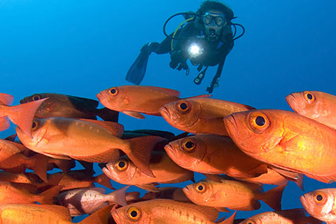 fish and diver stockphoto
